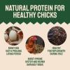 imageHATORTEMPT NonGMO Dried Mealworms 10lbs and 5 lbs 15 lbs Bundle Kit Premium Organic HighProtein Chicken Food Excellent Feed for Chickens Wild Birds Bluebird Quails Ducks Hedgehog Reptiles