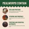 imageHatortempt Dried Mealworms  2 Lb Bag  High Protein Chicken Feed Mealworms for Birds ampamp Chickens  Meal Worms for Wild Birds ampamp Turtles5 Pound Pack of 1