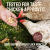 imagePTCOM Hatortempt 5lb Organic Chicken Feed for Laying Hens  3 Grain Essential Blend  5 Calcium with Oyster Shell for Chickens  Grit for Digestion  Chicken Food  Healthier Hens for Healthier Eggs