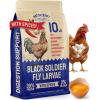 imageHatortempt Spiced Black Soldier Fly Larvae for Chickens 10lb  HighCalcium Organic Worm Treats for Laying Hens  Coated with a Chili Mix for Chickens
